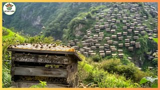 UNIQUE How The Chinese Raise Billions of Honey Bees On Cliffs  Chinese Honey Bee Farm [upl. by Jack100]