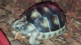 Baby Marginated Tortoise Eating From MyTurtleStore [upl. by Salkin63]