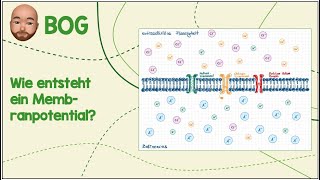 Wie entsteht ein Membranpotential [upl. by Nastassia]