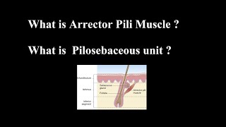 What is Arrector Pili Muscle  What is Pilosebaceous unit [upl. by Burkley147]