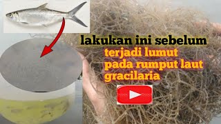 cara mengatasi dan mencegah lumut pada rumput laut gracilaria sebelum gagal panen [upl. by Esinned]