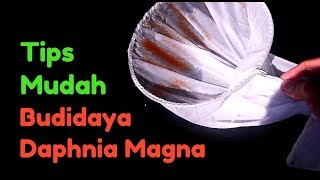 Cara Mudah Budidaya Daphnia Magna [upl. by Anayet422]