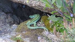 Iberolacerta cyreni  lagartija carpetana  Cyrens rock lizard [upl. by Rape]