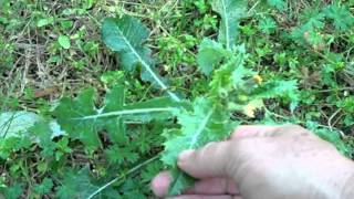 EatTheWeeds Episode 134 Neighborhood Foraging [upl. by Nayarb540]