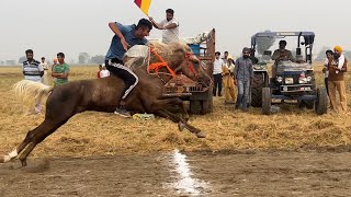 📍Babarpur Ludhiana  Horse Racing  16th Nov’24🐎 [upl. by Johm]