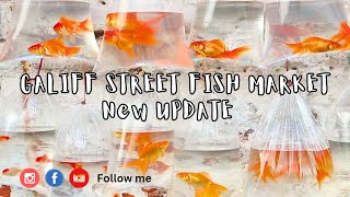 Galiff Street Fish Market New Video [upl. by Wendelin677]