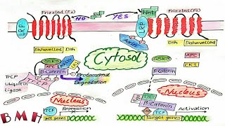 Wnt Signaling Pathway Wnt Beta Catenin Signaling Pathway [upl. by Artema301]