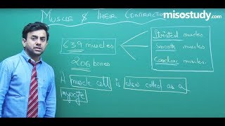 Muscle amp its Contraction Locomotion amp Movement Biology for NEET  Misostudy [upl. by Annayek]