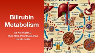 Bilrubin Metabolism [upl. by Downe]