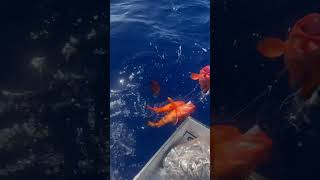 Bottom Fishing in Bermuda fishinginbermuda weknowwhocatchesmore squirrelfish subscribetome [upl. by Arch36]