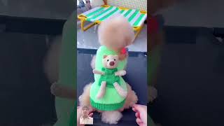 usa poodle funydog1010 shortsshorts viralvideo pets usadogs cutepuppy dogs shortvideo [upl. by Sellma]