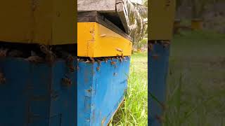 Honeybee farming honeybee honey organichoney [upl. by Annavaig]