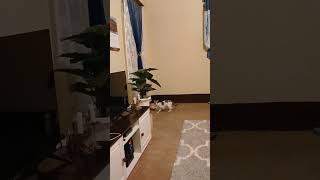 Tibbles and Ginger playing and attempting to jump on the window😄 kittens kittenvideos shorts [upl. by Daveen]