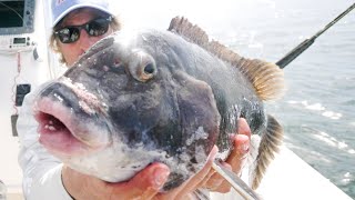 GIANT TAUTOG TAUTOG FISHING TIPS  Catch Clean and Cook [upl. by Tchao]