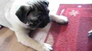 Funny barking pug puppy [upl. by Nirek]