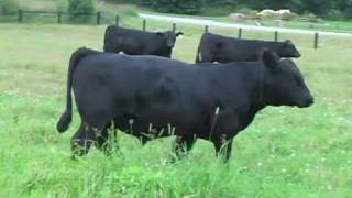 Wilgor Black Angus  Browarny [upl. by Binny]