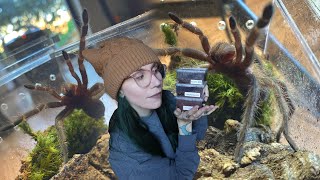 My new tarantula does NOT like me [upl. by Haney]