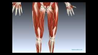 Muscles and Nerves of Lower Limb [upl. by Berny417]