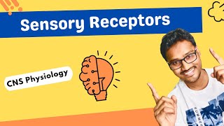 Sensory receptors  CNS physiology [upl. by Nnylimaj308]