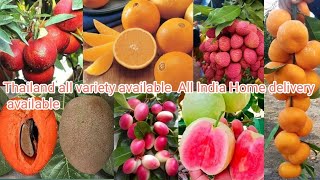 Thailand Fruit plant Order Online Thailand fruit Plant Nursery Thailand All Verity plant Available [upl. by Aglo]