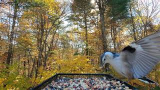 Goldfinch Nuthatch Titmice Woodpecker [upl. by Nobie]