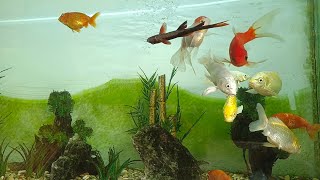 Relaxing Aquarium Fish Tank Sounds Sleep Meditation [upl. by Allebasi791]