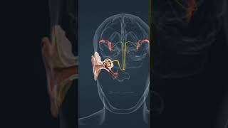 biologyEar ossicles chemistry physics pharmacy pharmacist viralshort music [upl. by Satsok]