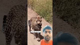 wildlife africanleopard animals leopard leapard safari leopardstown lioncubs shortvideo [upl. by Issim]