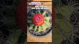 Melocactus bahiensis 멜로칵투스 바히엔시스 층운 [upl. by Engelhart]