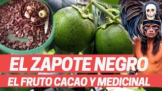 ZAPOTE NEGRO quotFruto cacaoquot PLANTA MEDICINAL AMERICANA DE LOS MAYAS medicina Prehispánica Diospyros [upl. by Veneaux]