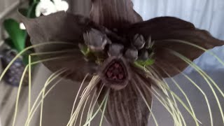 mostrando nossa flor morcego 🦇 TACCA CHANTRIERI [upl. by Islek843]