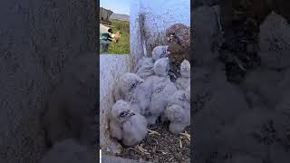 Male kestrel brings lunch for falcon babies congrats birds animals shorts birdcams wildlife [upl. by Weight174]