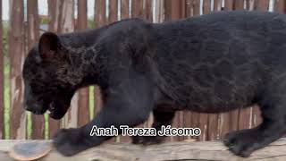 Hoje teve aprendiz de acrobata na creche do Instituto OnçaPintada🐈‍⬛🐾🌺 [upl. by Tyika]