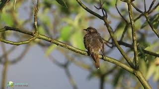 Singing Horsfields BronzeCuckoo [upl. by Lonee844]