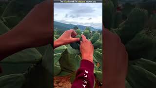 Farming Of Cactus 🌵 🤯 shorts youtubeshorts shortvideo [upl. by Nyrem]