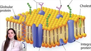 shock pathophysiology for nursing students [upl. by Yoho]