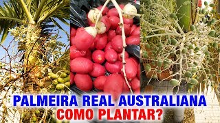 Como plantar Palmeira Veitchia🌴Palmeira Havaí🌴 [upl. by Oirasan479]