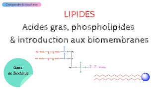 LIPIDES  Acides gras Phospholipides et Membranes biologiques  Biochimie Facile [upl. by Giselbert898]