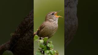 Eurasian Wren Singing Wincent XXifl nature wildlife bird [upl. by Akemit]