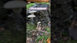 Pleurotus ostreatus [upl. by Avruch495]