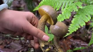 Rain Forest ASMR It’s Time To Hunt For Fungi Again In The Mountains 🍄🌧️ [upl. by Letnom]