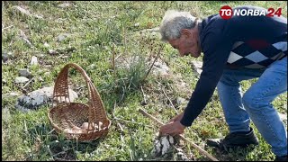 Murgia alla scoperta del fungo cardoncello [upl. by Lime]