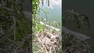 Birds fly to the nest to take care of their young birds wildlife natural [upl. by Oivlis]