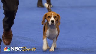 National Dog Show 2022 Hound Group Full Judging  NBC Sports [upl. by Alyaj]