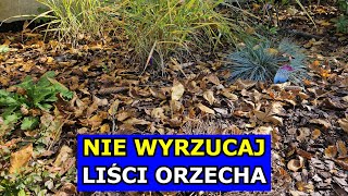 Nie Wyrzucaj Liści Orzecha Jak Wykorzystać Liście Orzecha Włoskiego Ściółkowanie Kompostowanie [upl. by Koloski455]