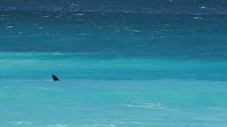 Bull Shark Bites Spear Fisherman in Face [upl. by Nolad384]