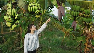 Is banana flower a fruit or vegetable Harvest banana flowers in the garden to cook country dishes [upl. by Ytoc]