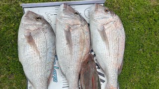 RUAKAKA BEACH FISHING CATCH amp COOK [upl. by Fariss408]