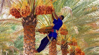 Dates palm Harvesting by Shaking Machine  Packing Dates Modern Agricultural Technology [upl. by Selestina]