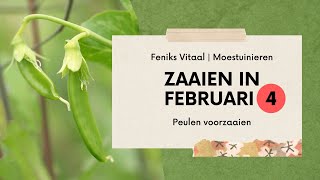 Moestuin  Februari  Peulen Voorzaaien  Tip Voor Extra Oogst [upl. by Surad20]